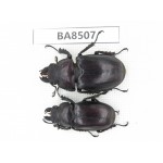 Lucanus sp. China, Tibet, Linzhi, Bomi county. 2F. BA8507.