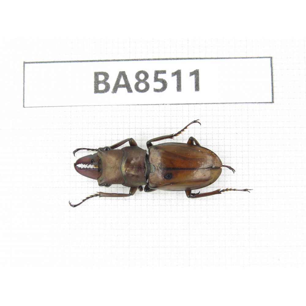 Cyclommathus sp. China, Tibet, Linzhi, Bomi county. 1M. BA8511.