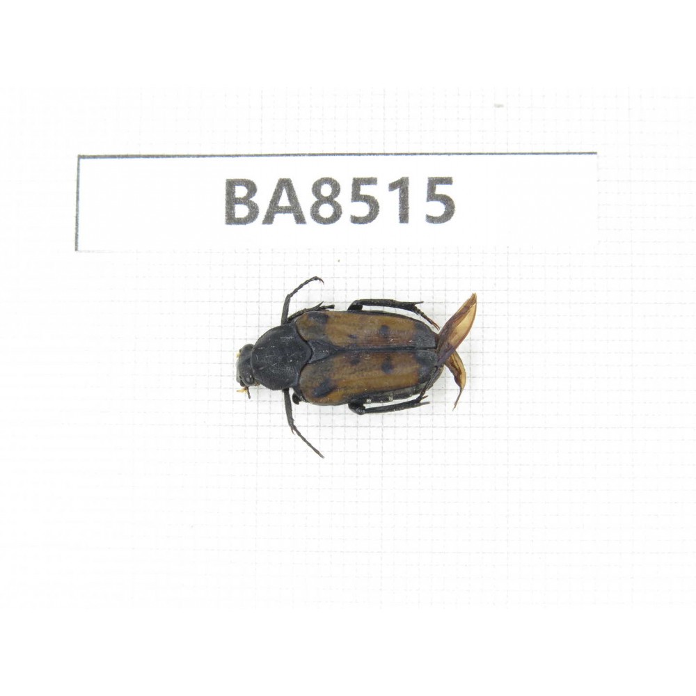 Cetoniidae sp. China, Tibet, Linzhi, Bomi county. 1Pcs. BA8515.