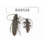 Cerambycidae sp. China, Tibet, Linzhi, Bomi county. 2Pcs. BA8526.