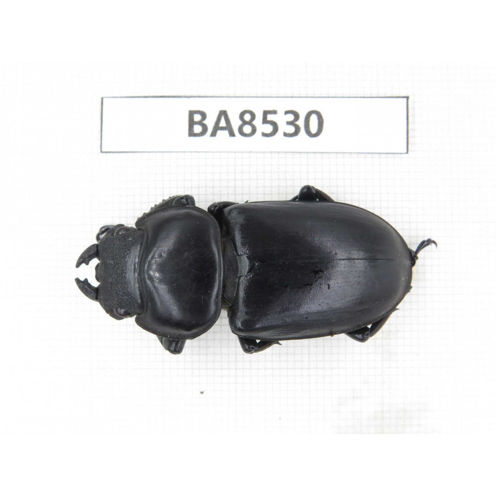 Dorcus sp. China, Tibet, Linzhi, Bomi county. 1F. BA8530.