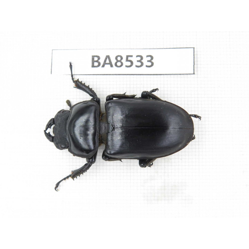 Dorcus sp. China, Tibet, Linzhi, Bomi county. 1F. BA8533.