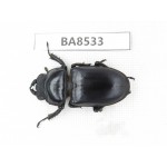 Dorcus sp. China, Tibet, Linzhi, Bomi county. 1F. BA8533.