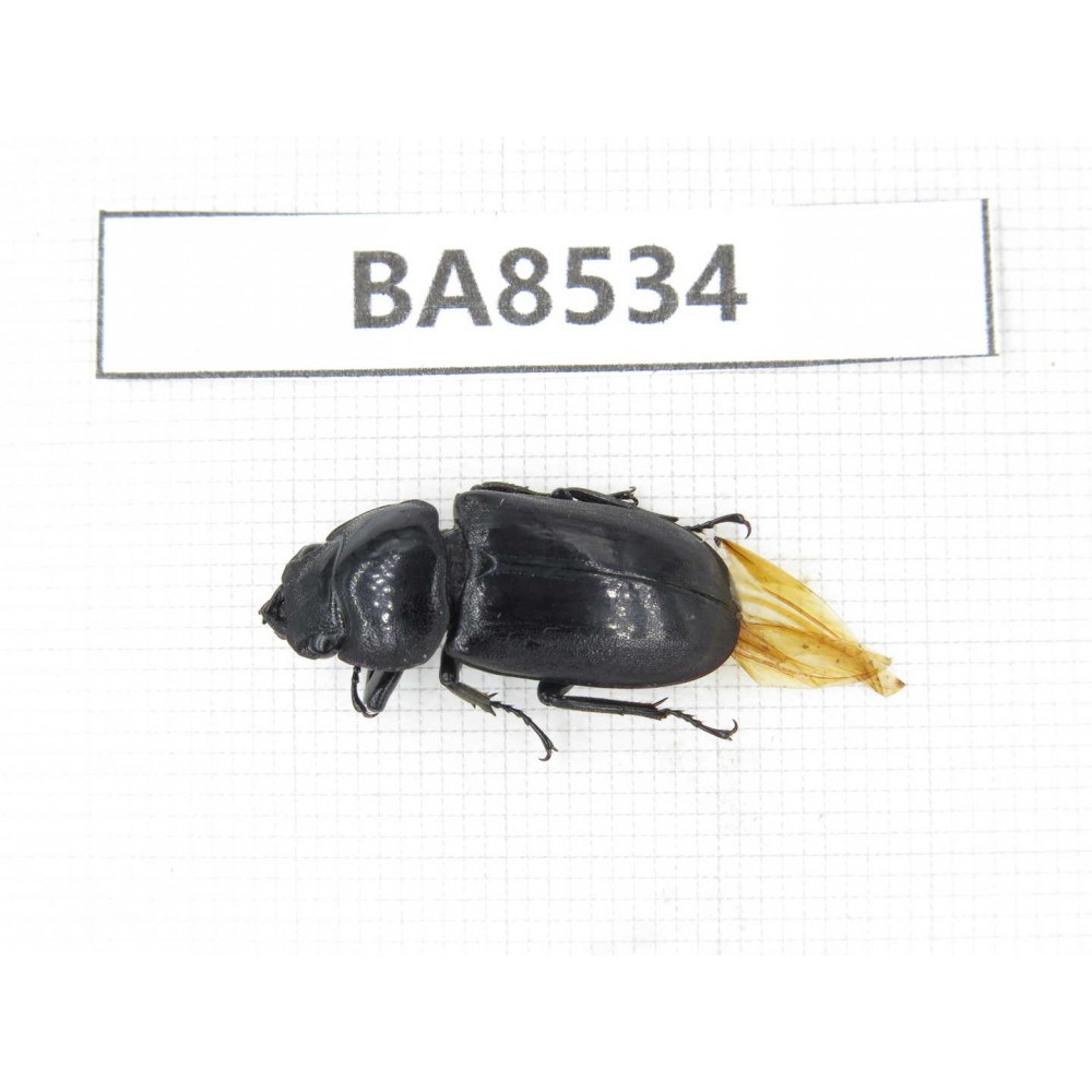 Dorcus sp. China, Tibet, Linzhi, Bomi county. 1F. BA8534.