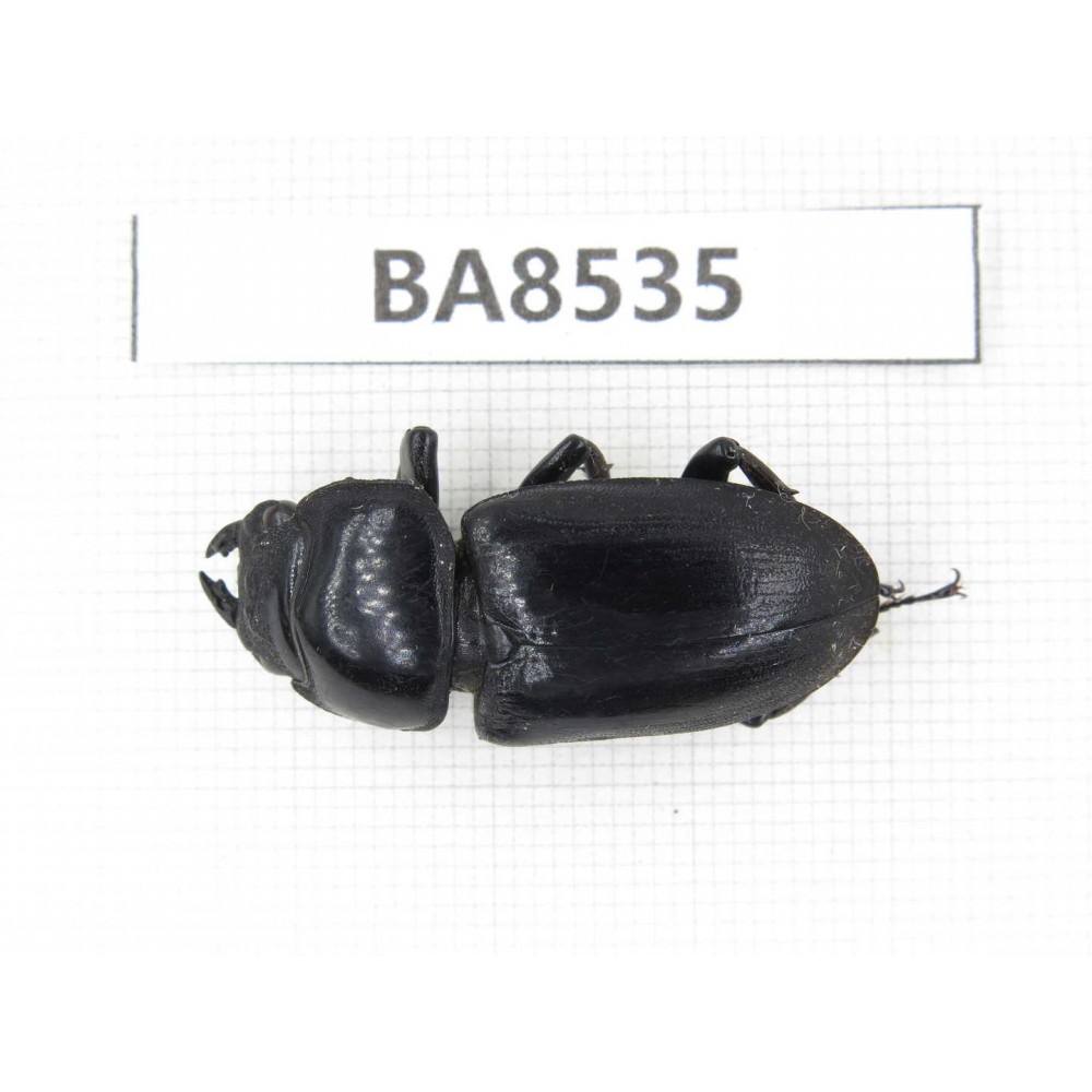 Dorcus sp. China, Tibet, Linzhi, Bomi county. 1F. BA8535.