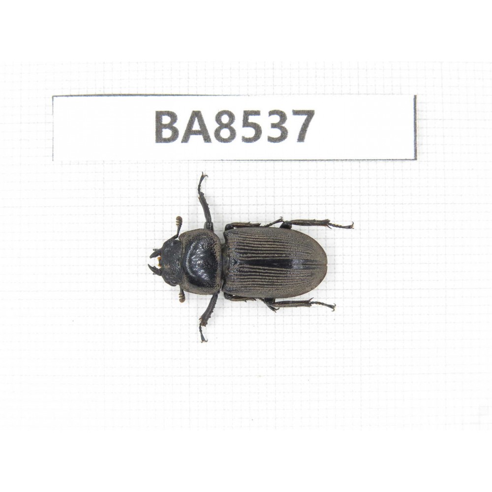 Dorcus sp. China, Tibet, Linzhi, Bomi county. 1F. BA8537.