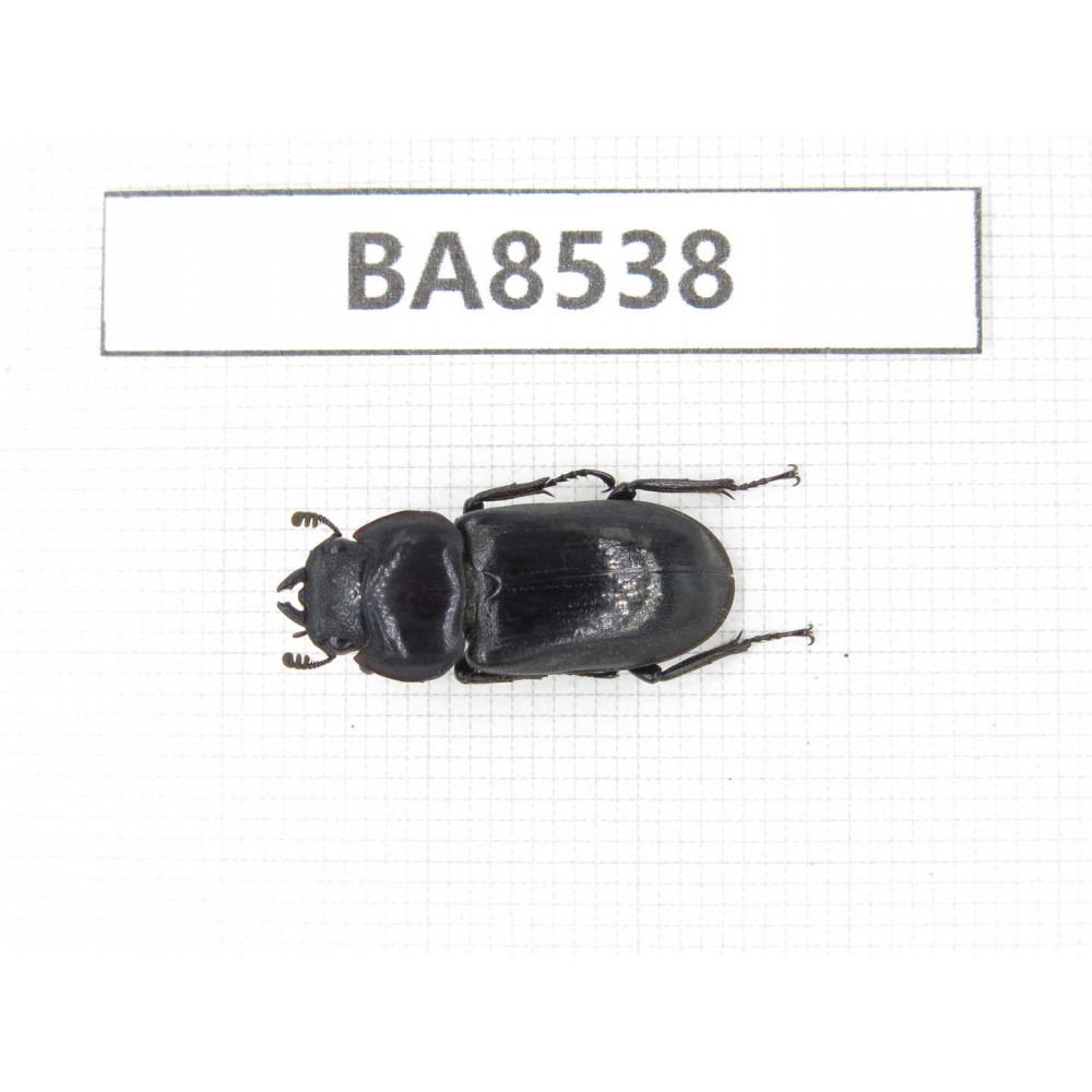 Dorcus sp. China, Tibet, Linzhi, Bomi county. 1F. BA8538.