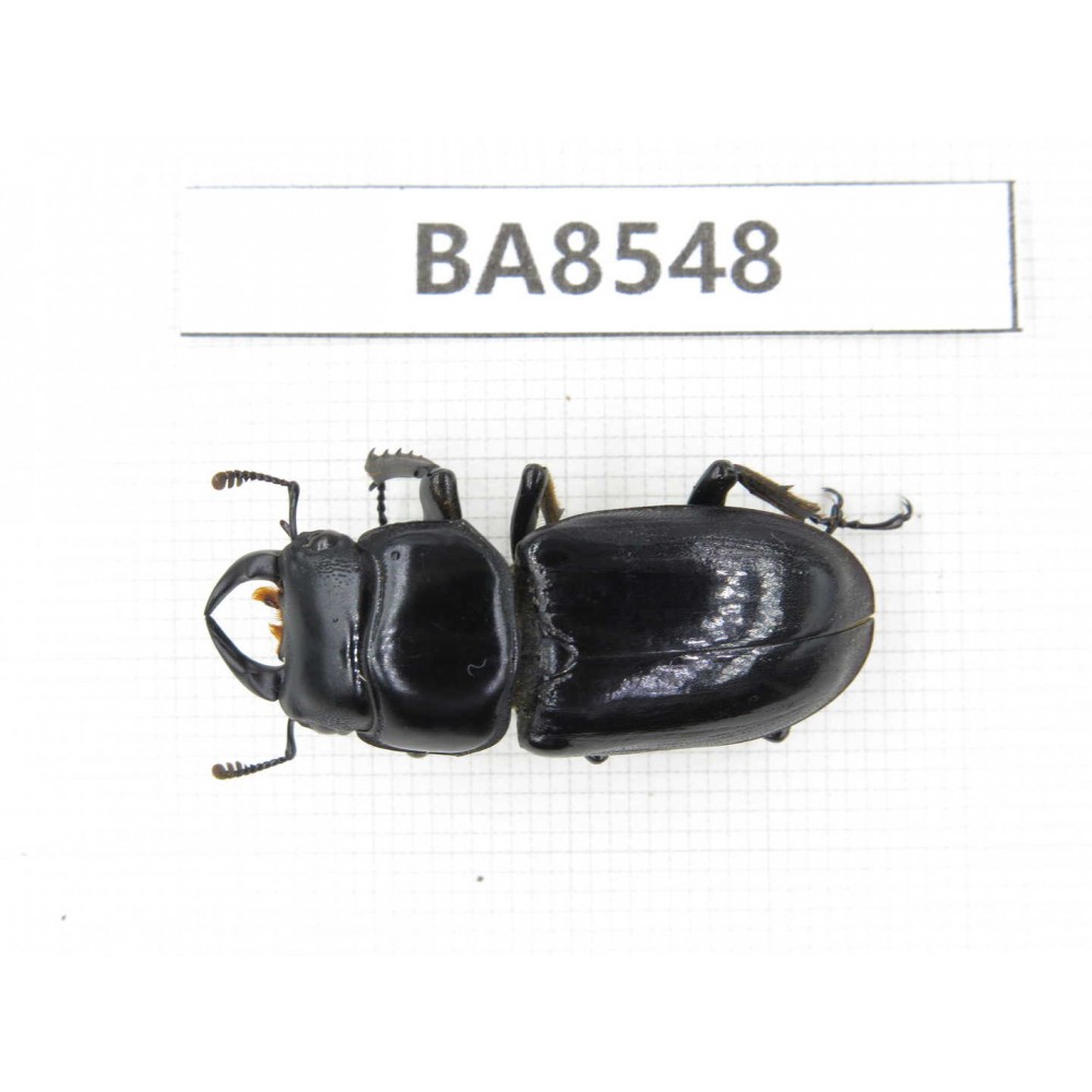 Dorcus sp. China, Tibet, Linzhi, Bomi county. 1M. BA8548.