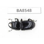 Dorcus sp. China, Tibet, Linzhi, Bomi county. 1M. BA8548.