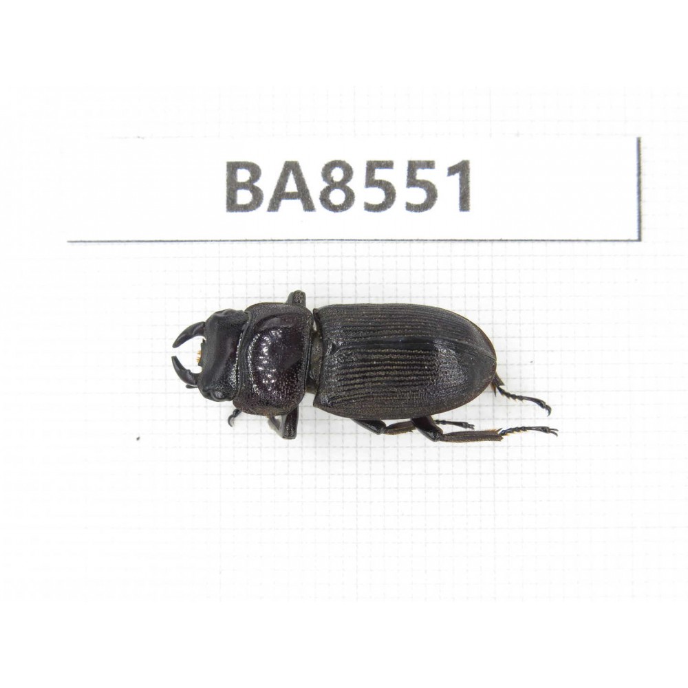 Dorcus sp. China, Tibet, Linzhi, Bomi county. 1M. BA8551.
