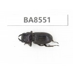 Dorcus sp. China, Tibet, Linzhi, Bomi county. 1M. BA8551.