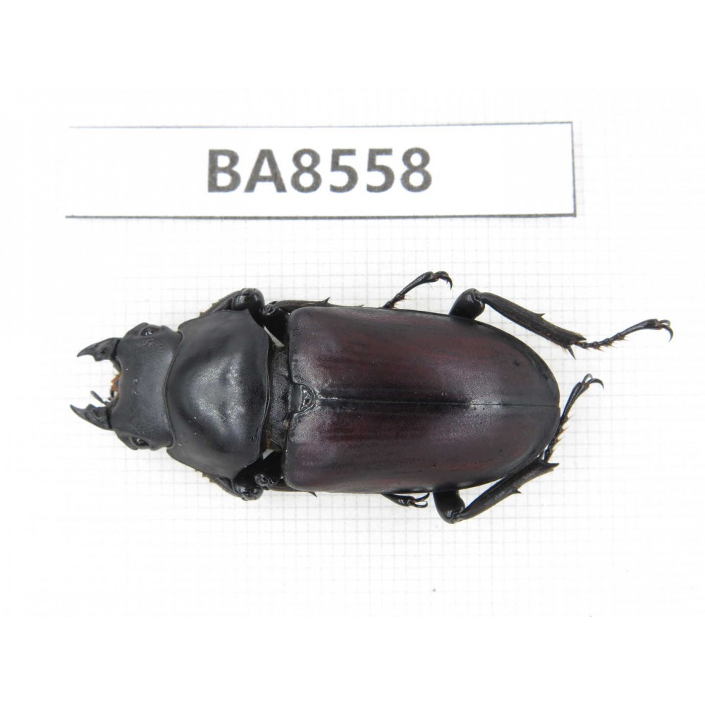 Dorcus sp. China, Tibet, Linzhi, Motuo county. 1F. BA8558.