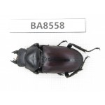 Dorcus sp. China, Tibet, Linzhi, Motuo county. 1F. BA8558.