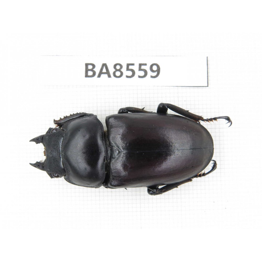 Dorcus sp. China, Tibet, Linzhi, Motuo county. 1F. BA8559.