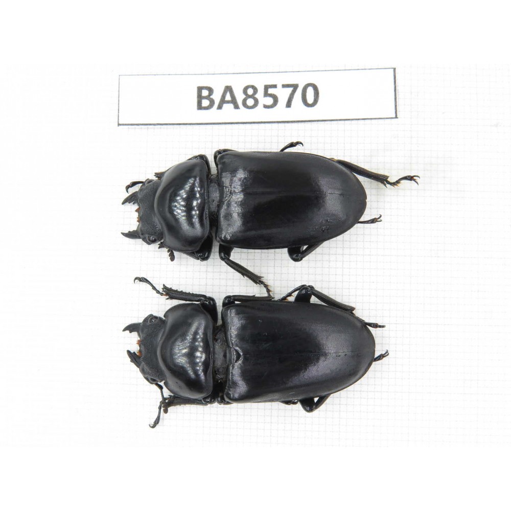Dorcus sp. China, Tibet, Linzhi, Motuo county. 2F. BA8570.