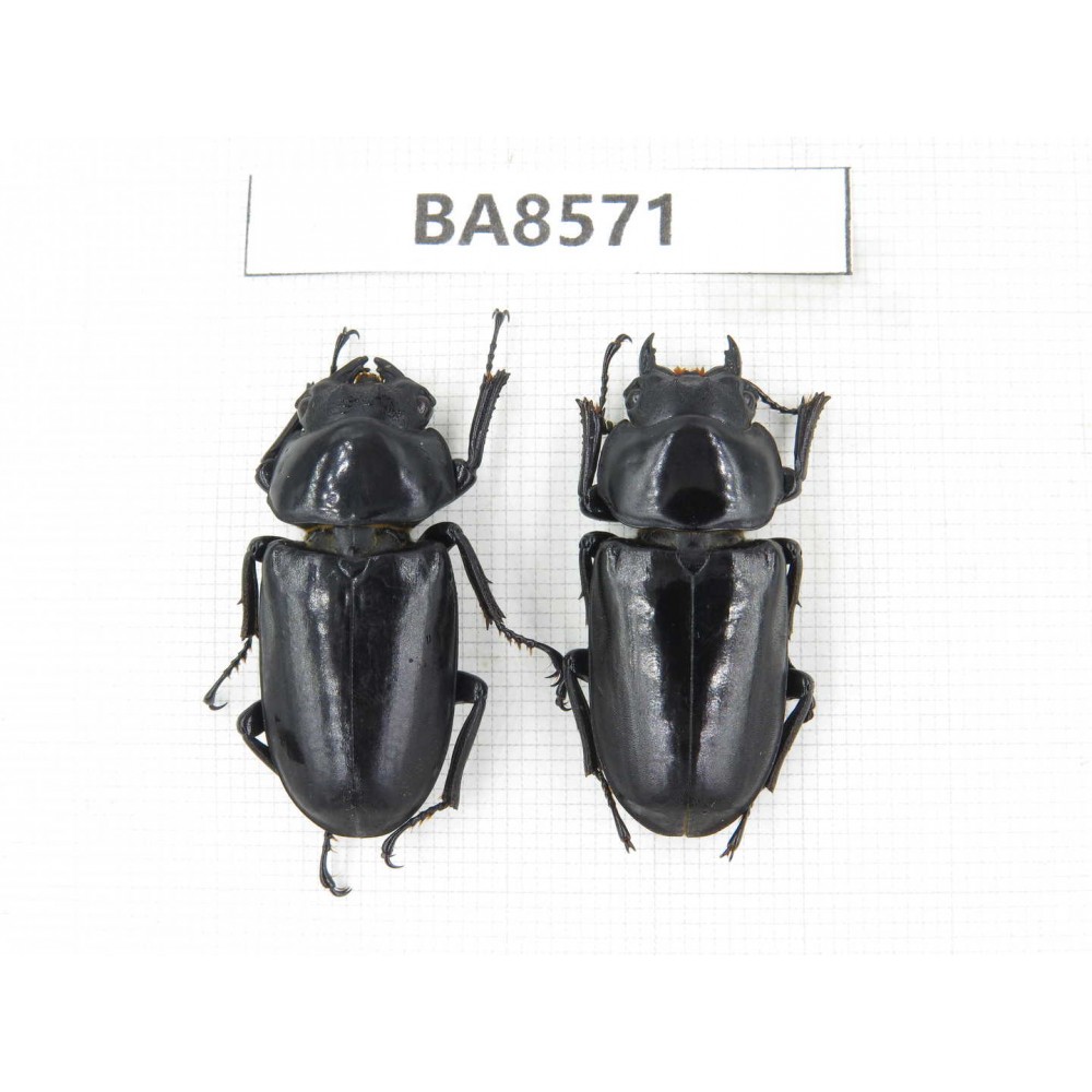Dorcus sp. China, Tibet, Linzhi, Motuo county. 2F. BA8571.