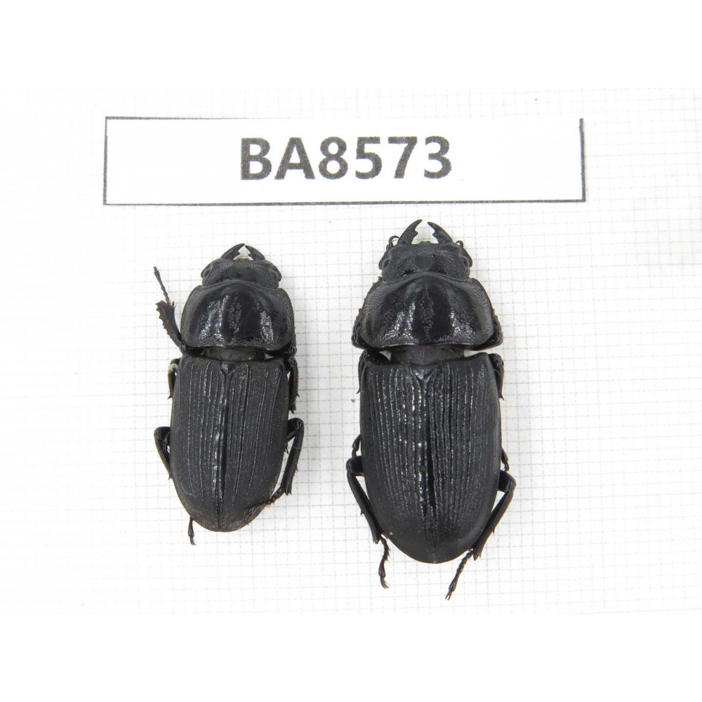 Dorcus sp. China, Tibet, Linzhi, Motuo county. 2F. BA8573.