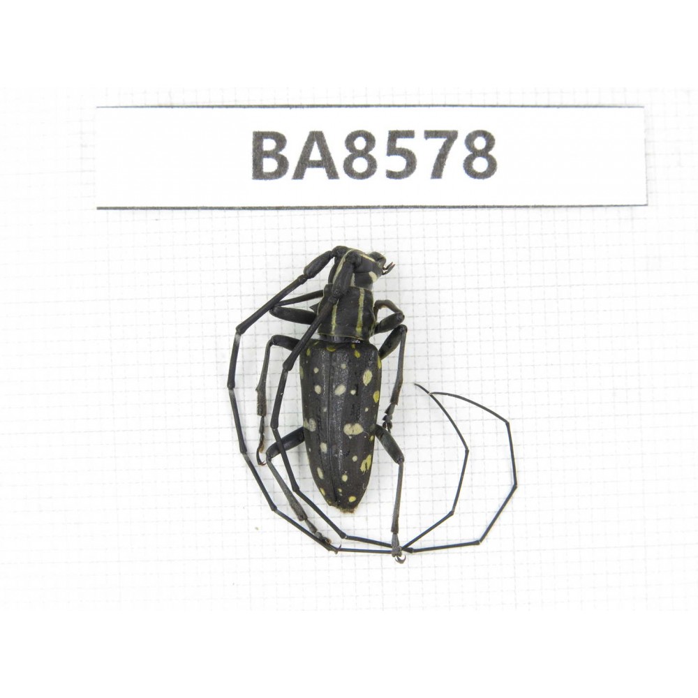 Cerambycidae sp. China, Tibet, Linzhi, Motuo county. 1Pcs. BA8578.