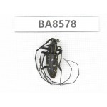 Cerambycidae sp. China, Tibet, Linzhi, Motuo county. 1Pcs. BA8578.