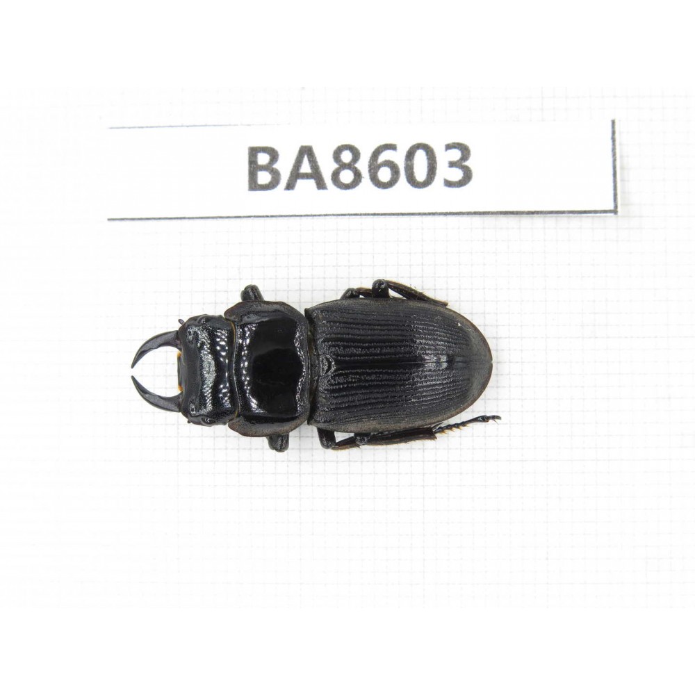 Dorcus sp. China, Tibet, Linzhi, Motuo county. 1M. BA8603.