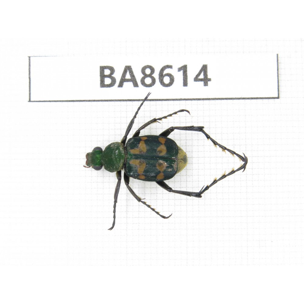 Cetoniidae sp. China, Guizhou, Qiandongnan, Rongjiang county. 1Pcs. BA8614.