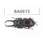Prosopocoilus sp. China, Guizhou, Qiandongnan, Rongjiang county. 1M. BA8615.