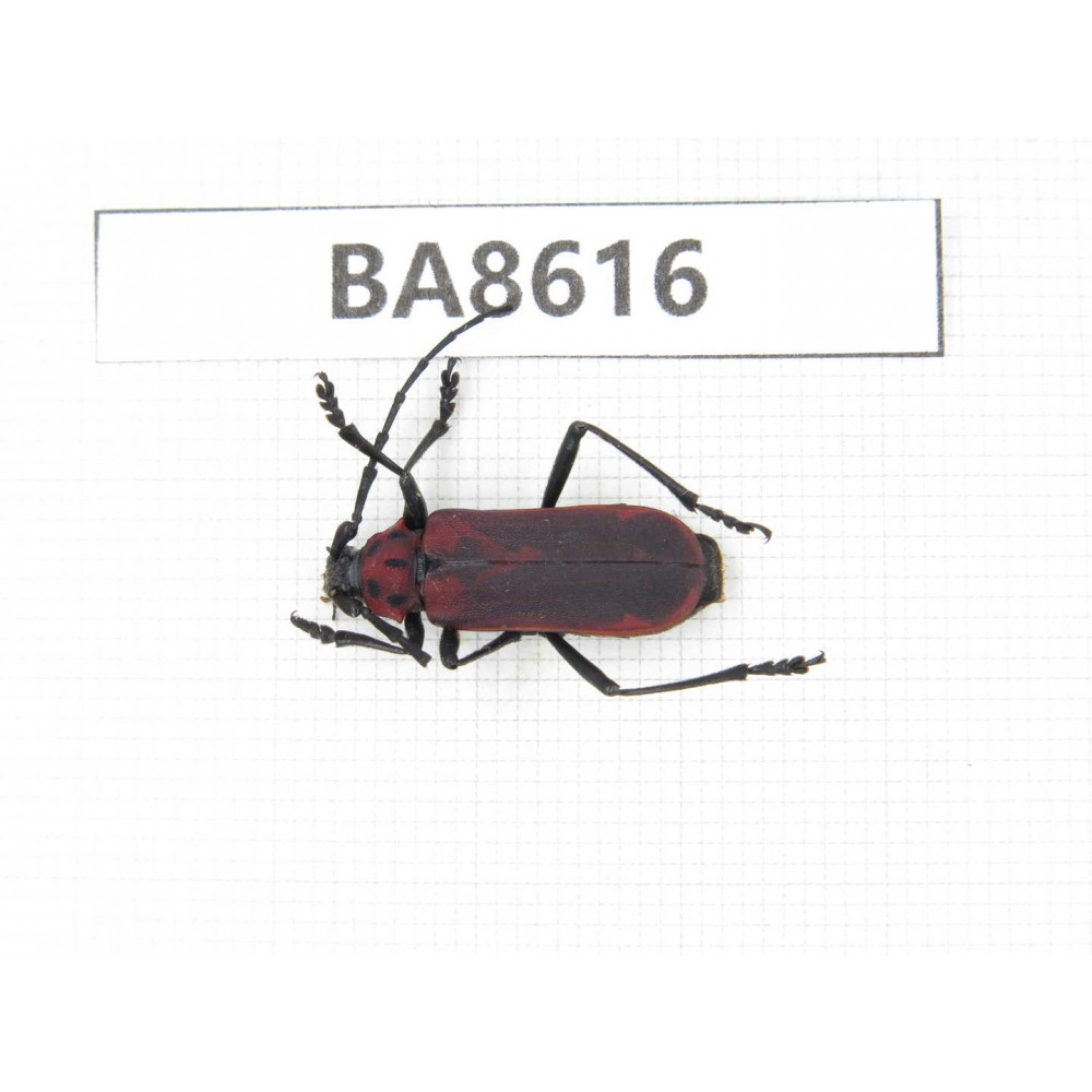Cerambycidae sp. China, Guizhou, Qiandongnan, Rongjiang county. 1Pcs. BA8616.