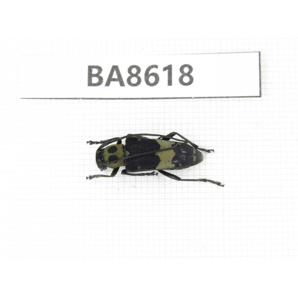 Cerambycidae sp. China, Guizhou, Qiandongnan, Rongjiang county. 1Pcs. BA8618.