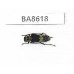 Cerambycidae sp. China, Guizhou, Qiandongnan, Rongjiang county. 1Pcs. BA8618.