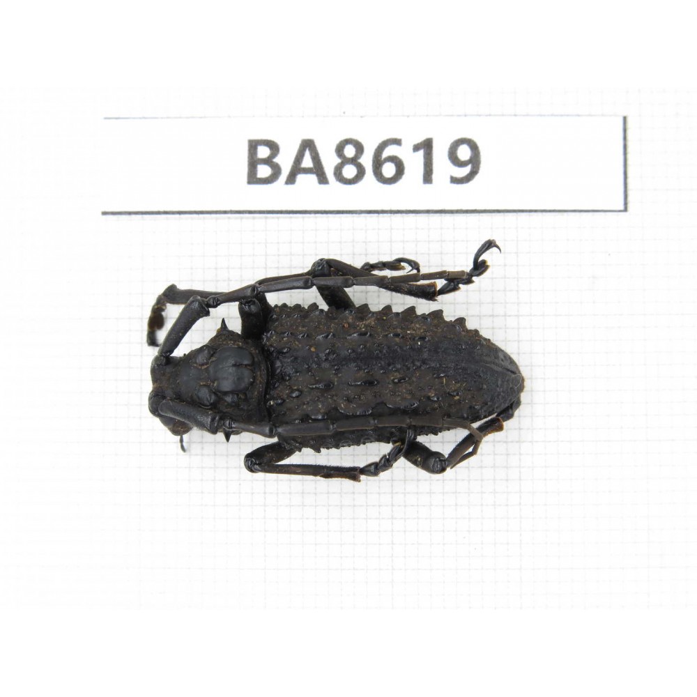 Cerambycidae sp. China, Guizhou, Qiandongnan, Rongjiang county. 1Pcs. BA8619.