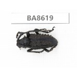Cerambycidae sp. China, Guizhou, Qiandongnan, Rongjiang county. 1Pcs. BA8619.