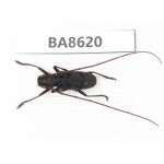 Cerambycidae sp. China, Guizhou, Qiandongnan, Rongjiang county. 1Pcs. BA8620.