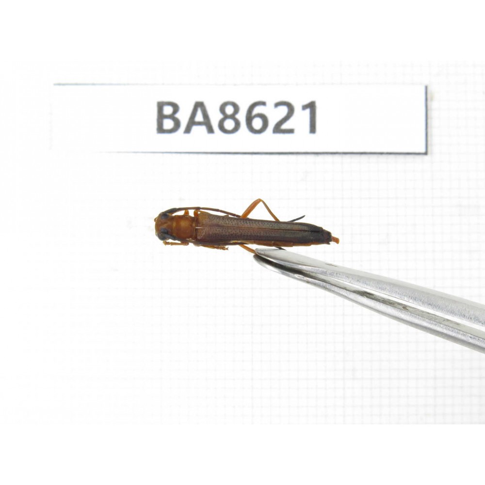 Cerambycidae sp. China, Guizhou, Qiandongnan, Rongjiang county. 1Pcs. BA8621.