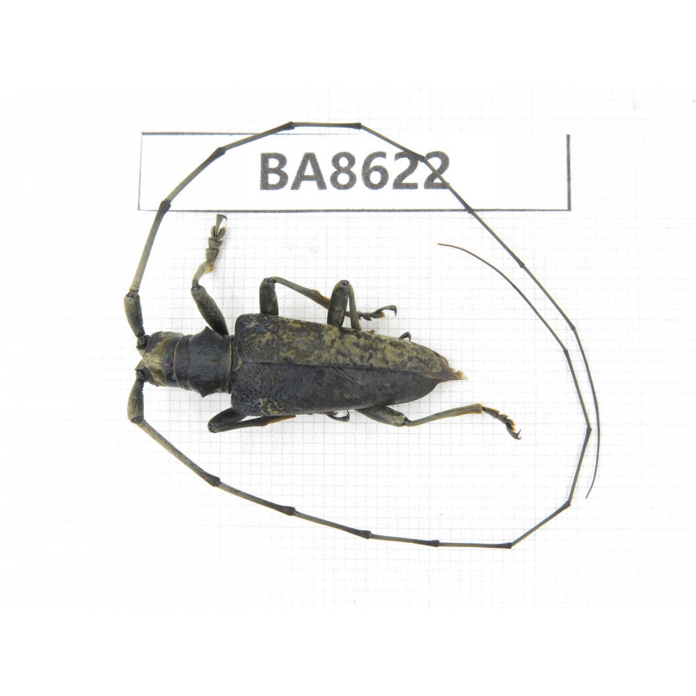 Cerambycidae sp. China, Guizhou, Qiandongnan, Rongjiang county. 1Pcs. BA8622.