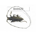 Cerambycidae sp. China, Guizhou, Qiandongnan, Rongjiang county. 1Pcs. BA8622.