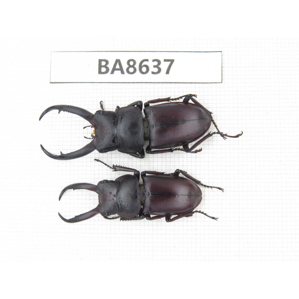 Prosopocoilus sp. China, Guizhou, Qiandongnan, Rongjiang county. 2M. BA8637.