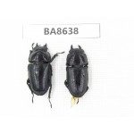 Dorcus sp. China, Guizhou, Qiandongnan, Rongjiang county. 2F. BA8638.