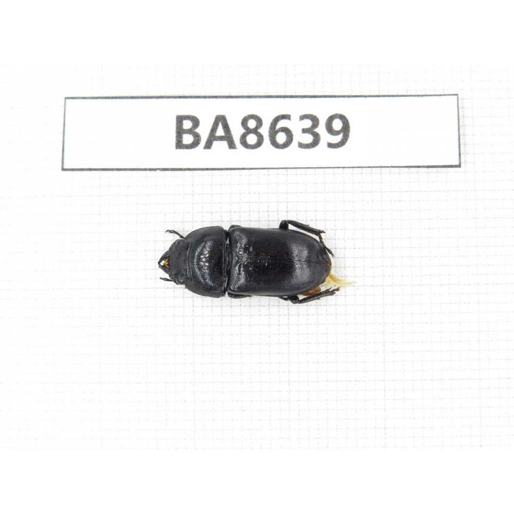Dorcus sp. China, Guizhou, Qiandongnan, Rongjiang county. 1F. BA8639.