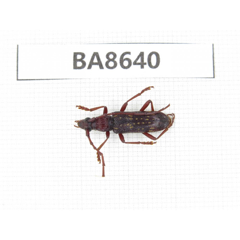 Cerambycidae sp. China, Guizhou, Qiandongnan, Rongjiang county. 1Pcs. BA8640.