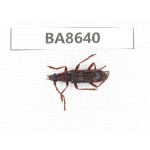 Cerambycidae sp. China, Guizhou, Qiandongnan, Rongjiang county. 1Pcs. BA8640.