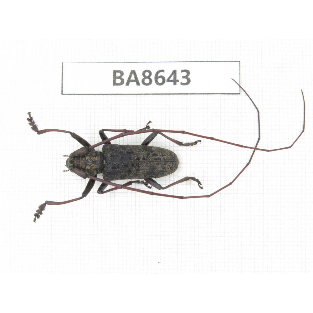 Cerambycidae sp. China, Guizhou, Qiandongnan, Rongjiang county. 1Pcs. BA8643.