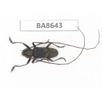 Cerambycidae sp. China, Guizhou, Qiandongnan, Rongjiang county. 1Pcs. BA8643.