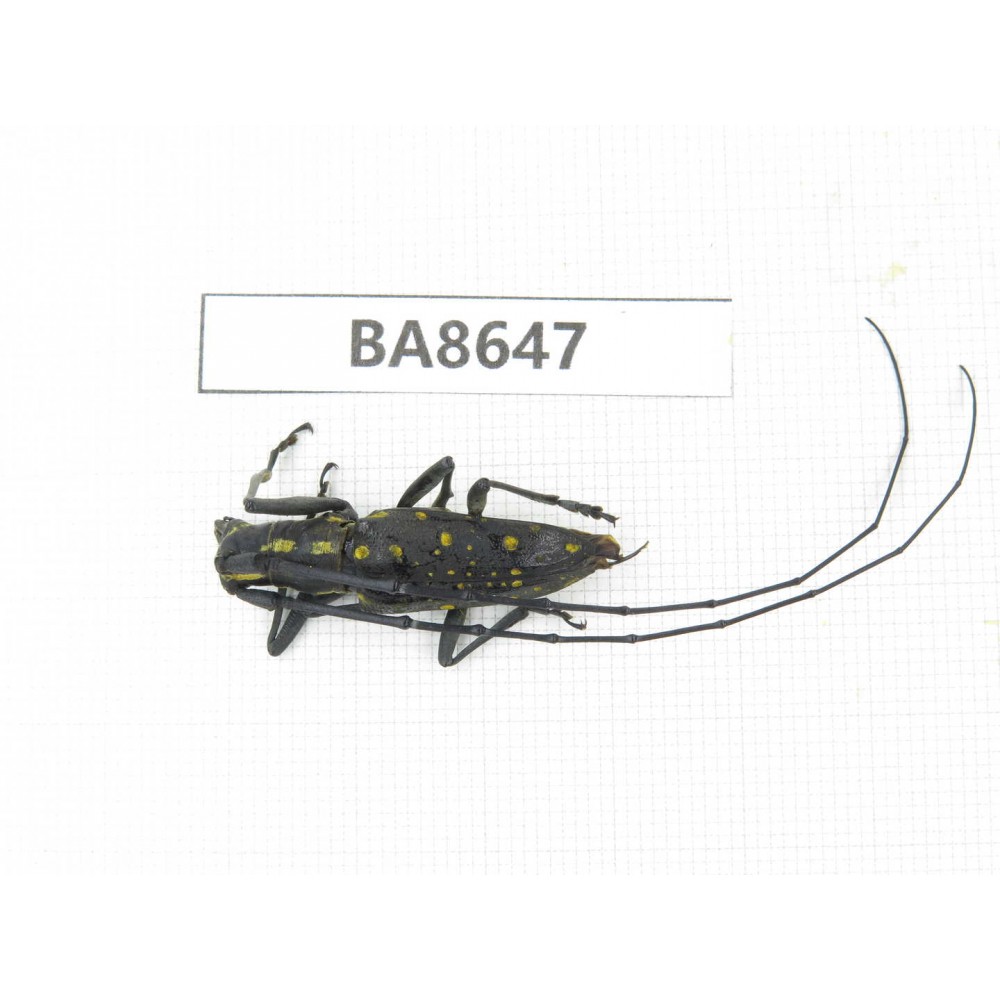 Cerambycidae sp. China, Guizhou, Bijie, Jinsha county. 1Pcs. BA8647.