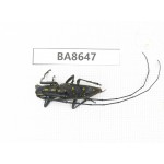 Cerambycidae sp. China, Guizhou, Bijie, Jinsha county. 1Pcs. BA8647.