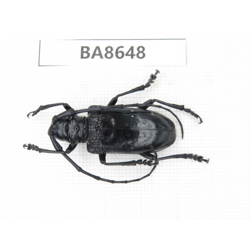 Cerambycidae sp. China, Guizhou, Bijie, Jinsha county. 1Pcs. BA8648.