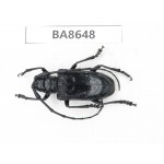 Cerambycidae sp. China, Guizhou, Bijie, Jinsha county. 1Pcs. BA8648.