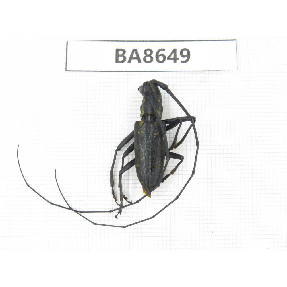 Cerambycidae sp. China, Guizhou, Bijie, Jinsha county. 1Pcs. BA8649.