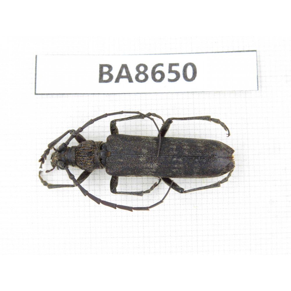 Cerambycidae sp. China, Guizhou, Bijie, Jinsha county. 1Pcs. BA8650.