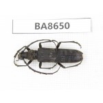 Cerambycidae sp. China, Guizhou, Bijie, Jinsha county. 1Pcs. BA8650.