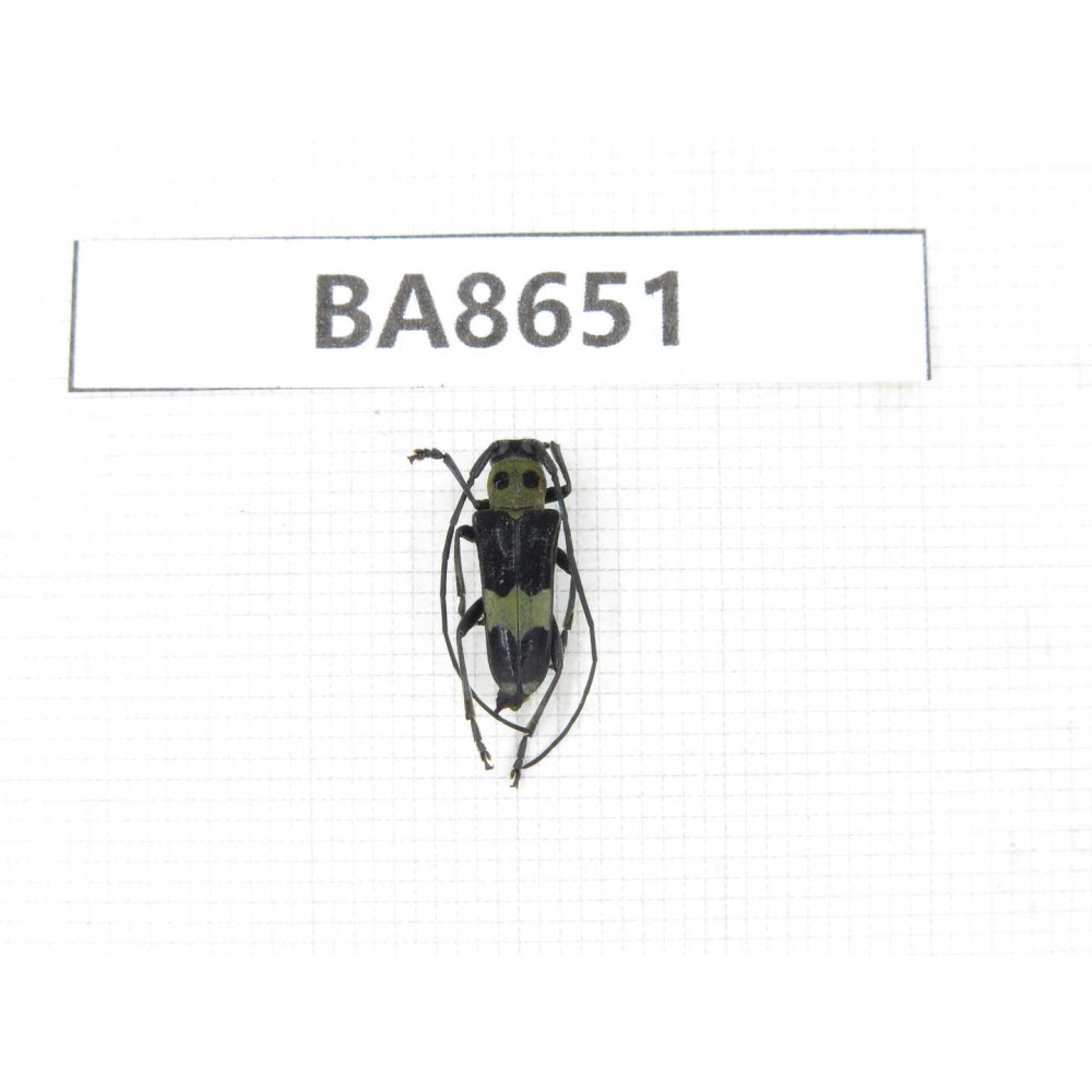 Cerambycidae sp. China, Guizhou, Bijie, Jinsha county. 1Pcs. BA8651.